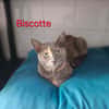 Biscotte