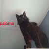 Paloma