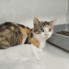 nala