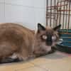 NERON