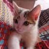 Filou