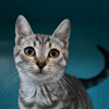Leo (en cours d'adoption)