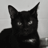 AIKO ( En cours d'adoption )