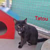 Tatou