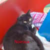 Noiroux