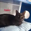 Neko