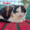 GUAPA