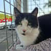 SACHA