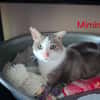 Mimine