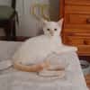 EDUARD