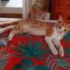 ELIOT