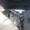 BIMON