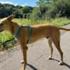 Windhund-Mix Keylam wartet auf dich!