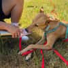 Windhund-Mix Keylam wartet auf dich!