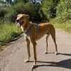 Windhund-Mix Keylam wartet auf dich!