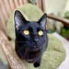 Tom & Ruby - Tolle Lackfellchen suchen liebe Familie