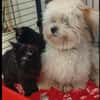 Tom & Ruby - Tolle Lackfellchen suchen liebe Familie