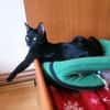 Tom & Ruby - Tolle Lackfellchen suchen liebe Familie