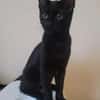 Tom & Ruby - Tolle Lackfellchen suchen liebe Familie