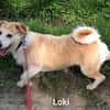 Loki mit Kuschelabitur möchte endlich eigene Menschen.