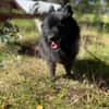 Balu sucht seine Familie