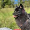 Balu sucht seine Familie