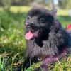 Balu sucht seine Familie