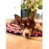 Cookie - wartet in 59590 Geseke