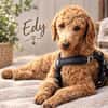 Edy in 59329 Wadersloh