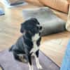 Feli, aktive Junghündin sucht Traumplatz