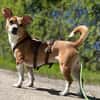 Nuska - 35 cm sucht Kuschelpartner
