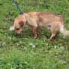 Cemaro - kinderlieber Familienhund
