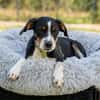 Dante sucht liebevolle Familie...