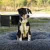 Dante sucht liebevolle Familie...
