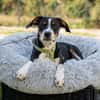 Dante sucht liebevolle Familie...