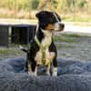 Dante sucht liebevolle Familie...