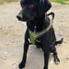 Labrador Mix Anton sucht ein Zuhause