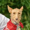 fröhlicher Tom sucht Menschen und Hundekumpel