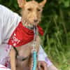 fröhlicher Tom sucht Menschen und Hundekumpel