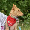 fröhlicher Tom sucht Menschen und Hundekumpel