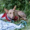 fröhlicher Tom sucht Menschen und Hundekumpel