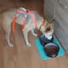 Sowa sucht dringend einen Einzelplatz!
