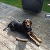 Jack 6 -verschmust und verspielt-