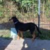Jack 6 -verschmust und verspielt-