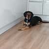 Jack 6 -verschmust und verspielt-