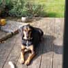Jack 6 -verschmust und verspielt-