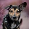 Heidi Tierschutzhund in 38448 Wolfsburg