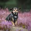 Heidi Tierschutzhund in 38448 Wolfsburg