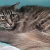 MINETTE CHA