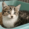 chaton tigré blanc NOVITA